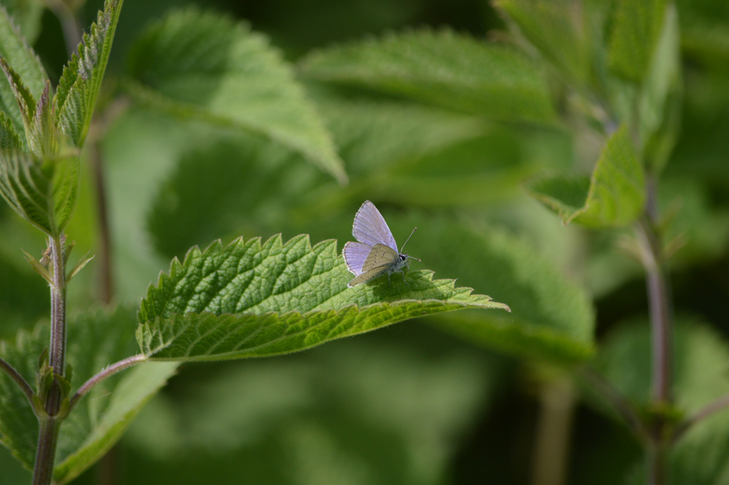 Cupido (Everes) alcetas, Melitaea didyma e Issoria (Issoria) lathonia